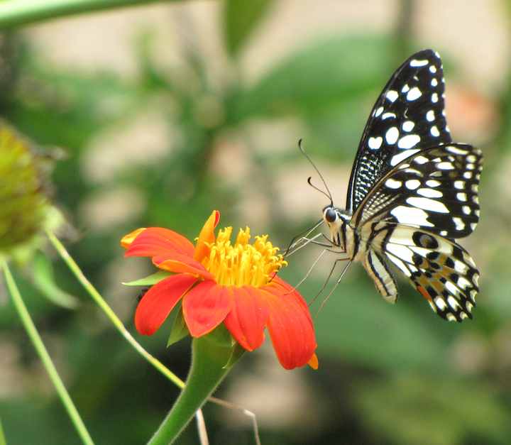 photo of a butterfly on a flower