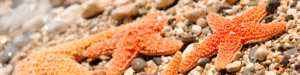 Several orange starfish on a rocky beach.