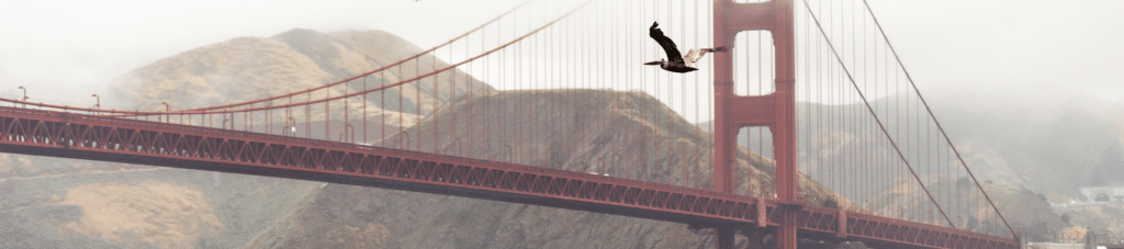 The Golden Gate Bridge in the fog with a single pelican flying over.